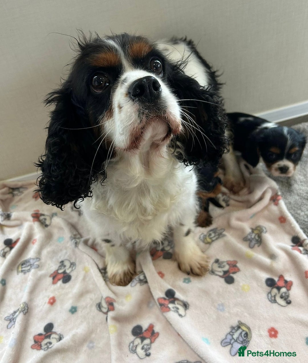 Cavalier King Charles Spaniel dogs for sale: Gorgeous King Charles cavalier puppies  - Advert 2