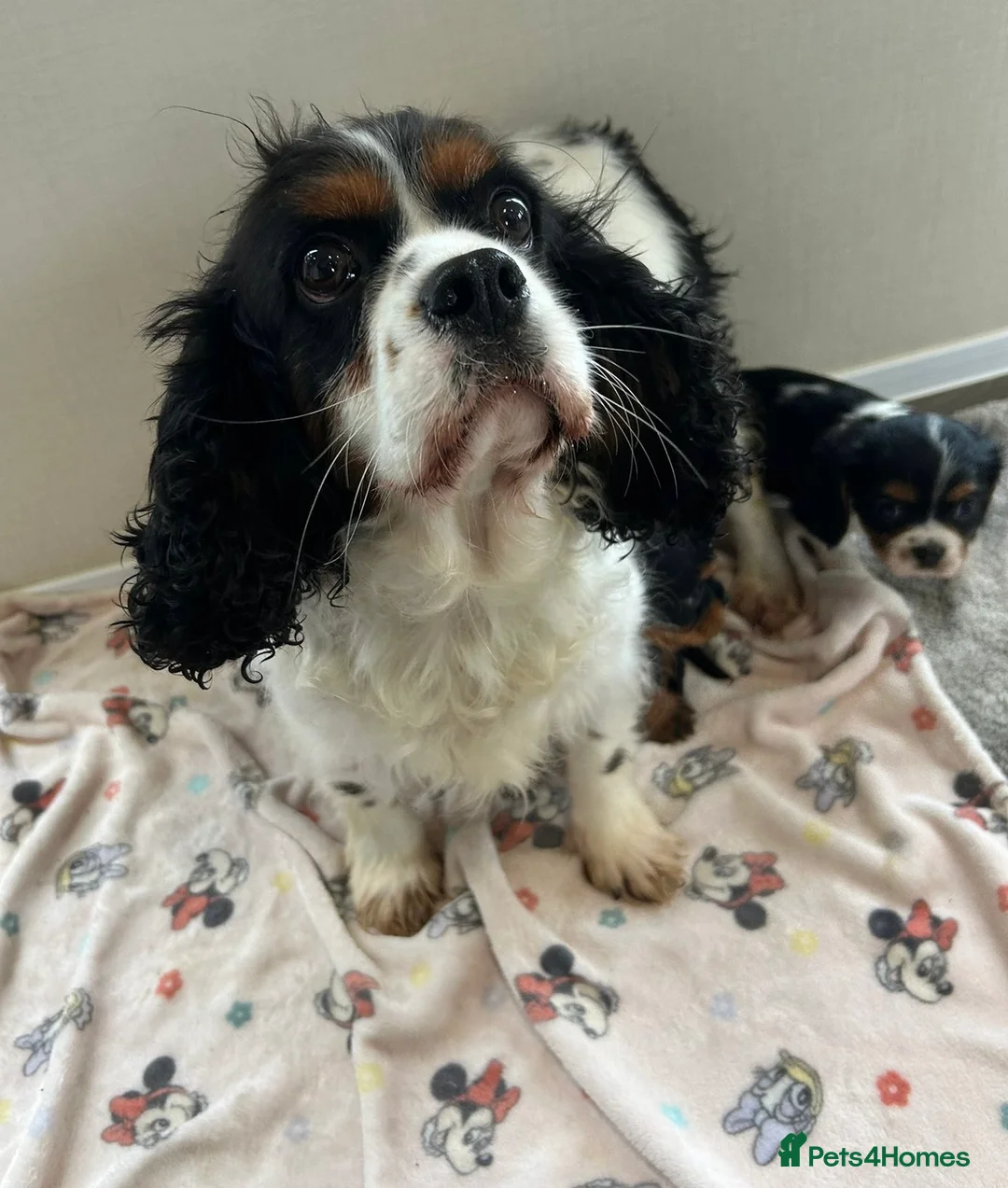 Cavalier King Charles Spaniel dogs for sale: Gorgeous King Charles cavalier puppies  - Advert 2