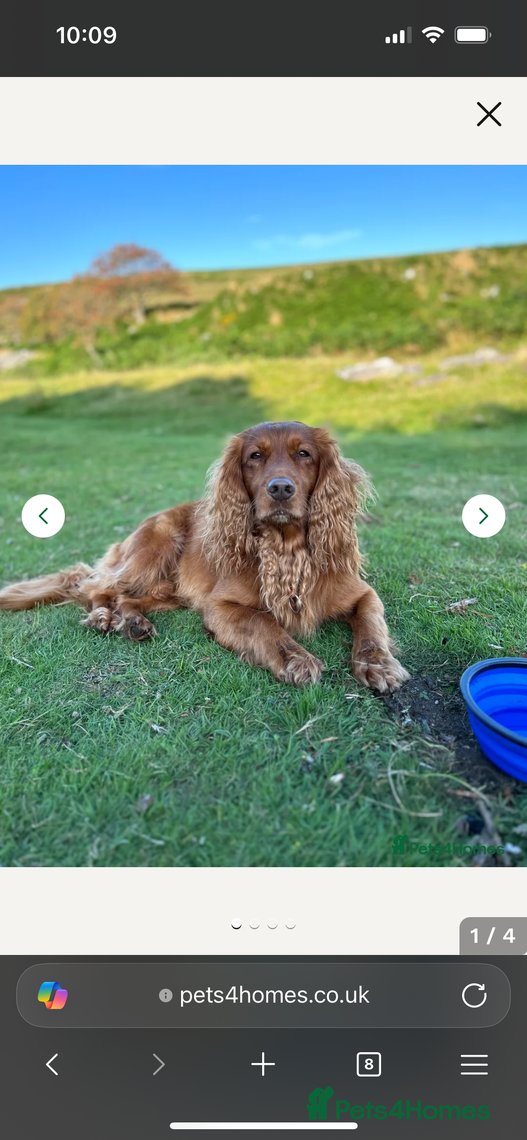 Sprocker dogs for sale: Beautiful Chocolate Sprocker Spaniels! - Image 9