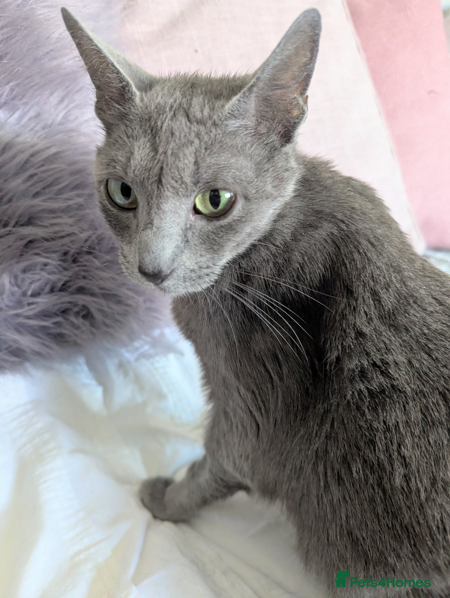 Russian Blue cats GCCF Registered Mia Seeking a Loving Home - Advert 7