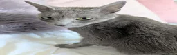Russian Blue cats for sale: GCCF Registered Mia Seeking a Loving Home - Advert 1
