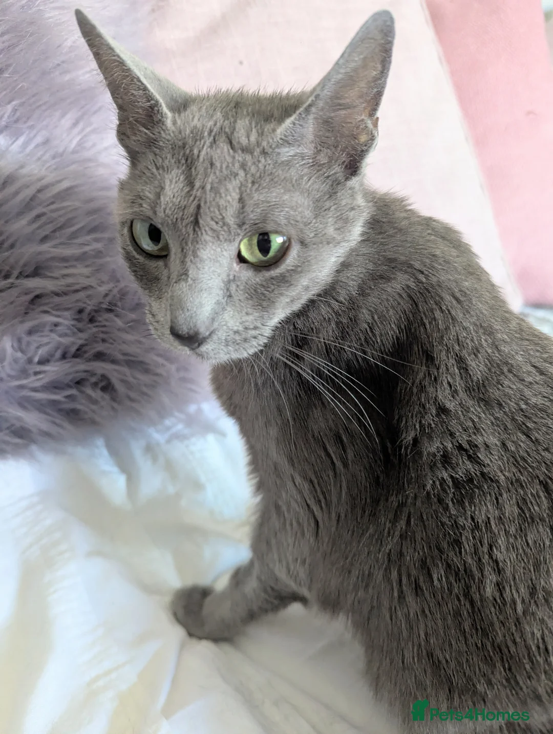 Russian Blue cats for sale: GCCF Registered Mia Seeking a Loving Home - Advert 1