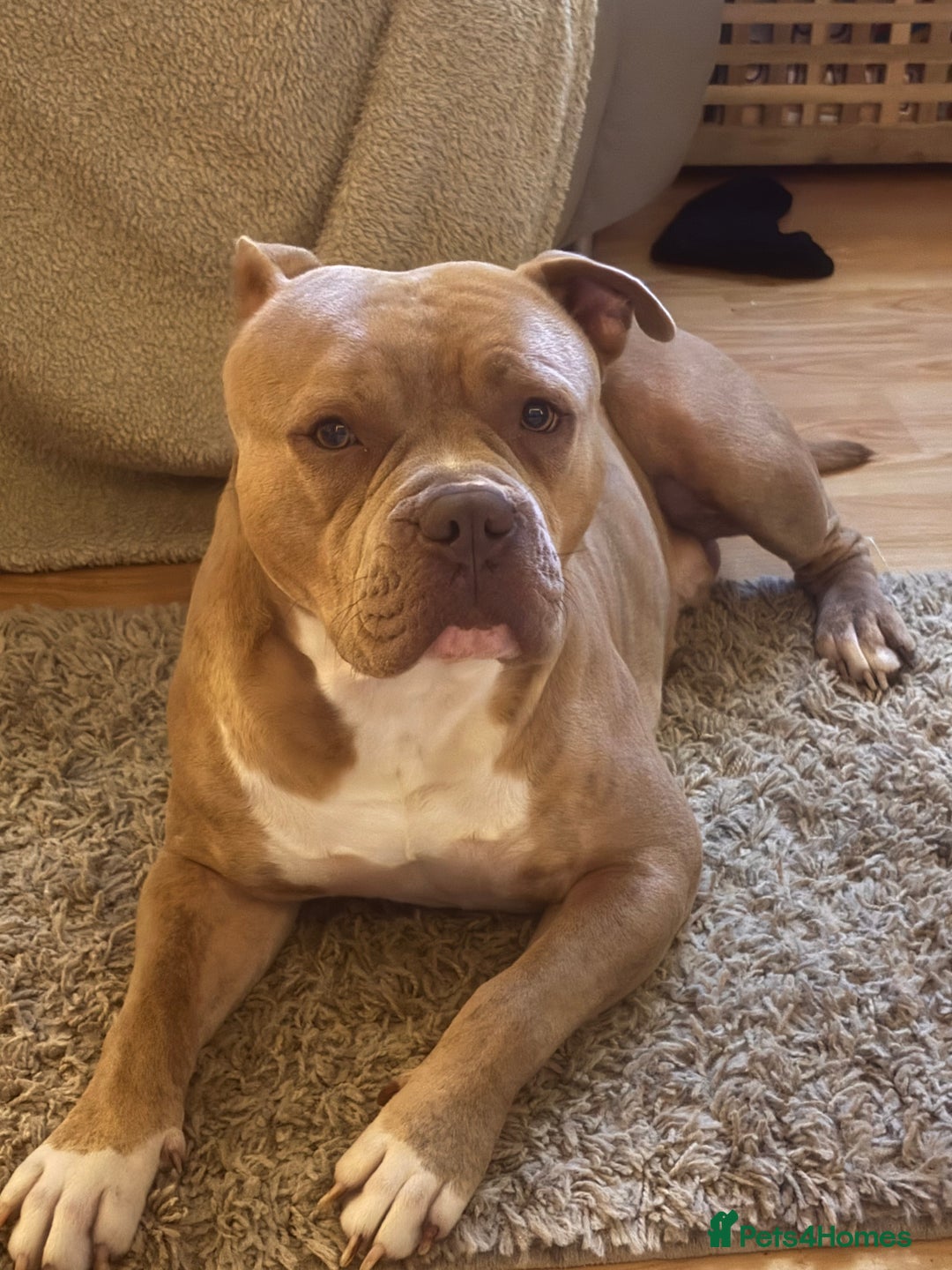 Mixed Breed dogs for sale: Bruno - American Bulldog x Staffy 1.5 years  - Advert 4