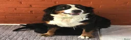 Bernedoodle dogs for sale: AMAZING BERNEDOODLE PUPPIES - Advert 20