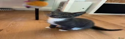 Mixed Breed cats for sale: Rare Gray/Grey Kitten - Advert 5