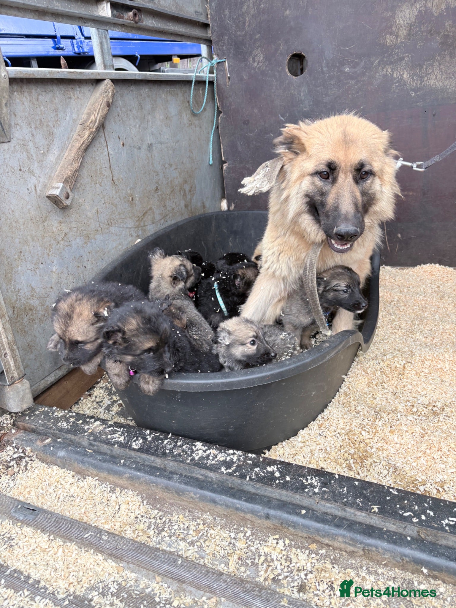 German Shepherd dogs German shepherd puppies - Advert 1