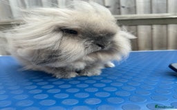 Mini Lion Lop rabbits for sale: Beige mini lion lop  - Image 2