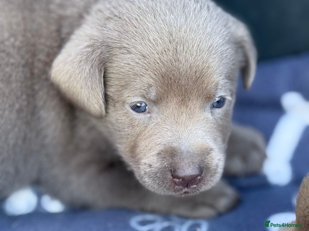 Labrador Retriever dogs for sale: Kc reg SILVER AND CHAMPAGNE LABRADORS  - Image 1