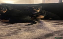 Mixed Breed dogs for sale: French Bullweilers - Image 8