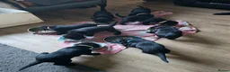 Labrador Retriever dogs for sale: Beautiful Black Labrador Puppies in Derby - Advert 6