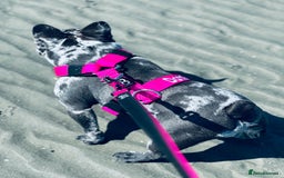French Bulldog dogs for sale: Dottie French bulldog girl  - Image 6
