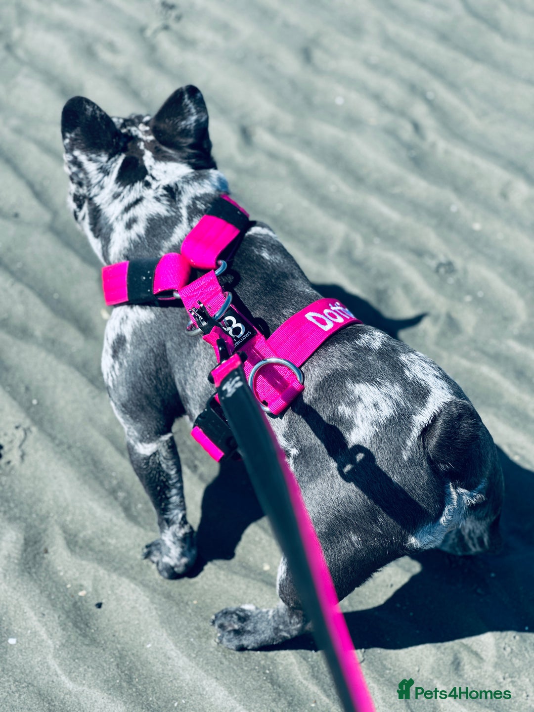 French Bulldog dogs for sale: Dottie French bulldog girl  - Image 6