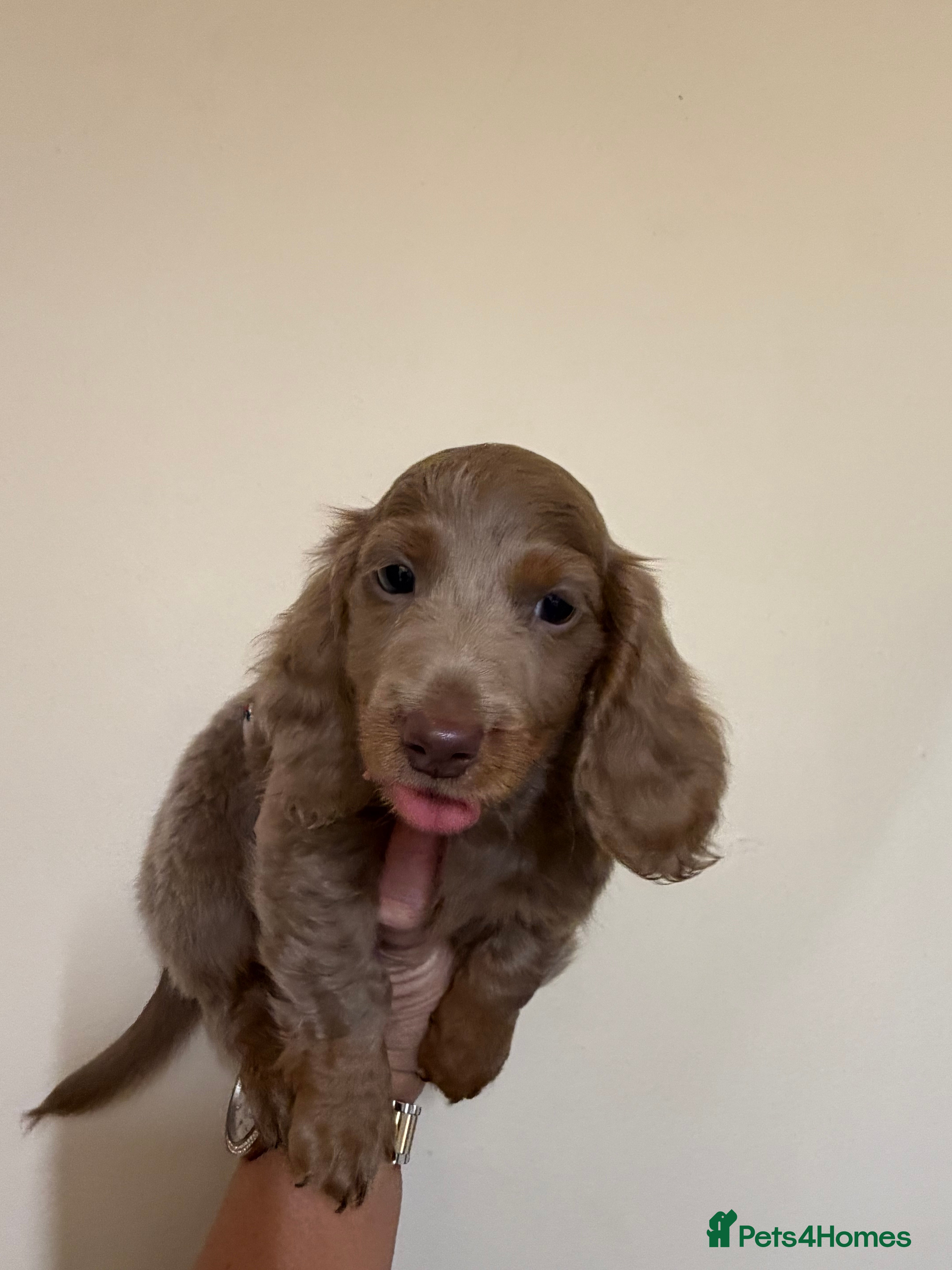 Miniature Dachshund dogs Miniature Dachshund READY NOW REDUCED x - Advert 15