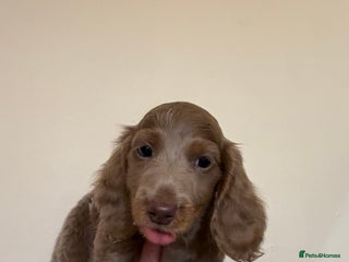 Miniature Dachshund dogs Miniature Dachshund READY NOW REDUCED x - Advert 17