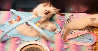 Ragdoll cats in Hitchin - Advert 6