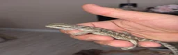 Bearded Dragon reptiles for sale: Baby beardies  - Advert 10