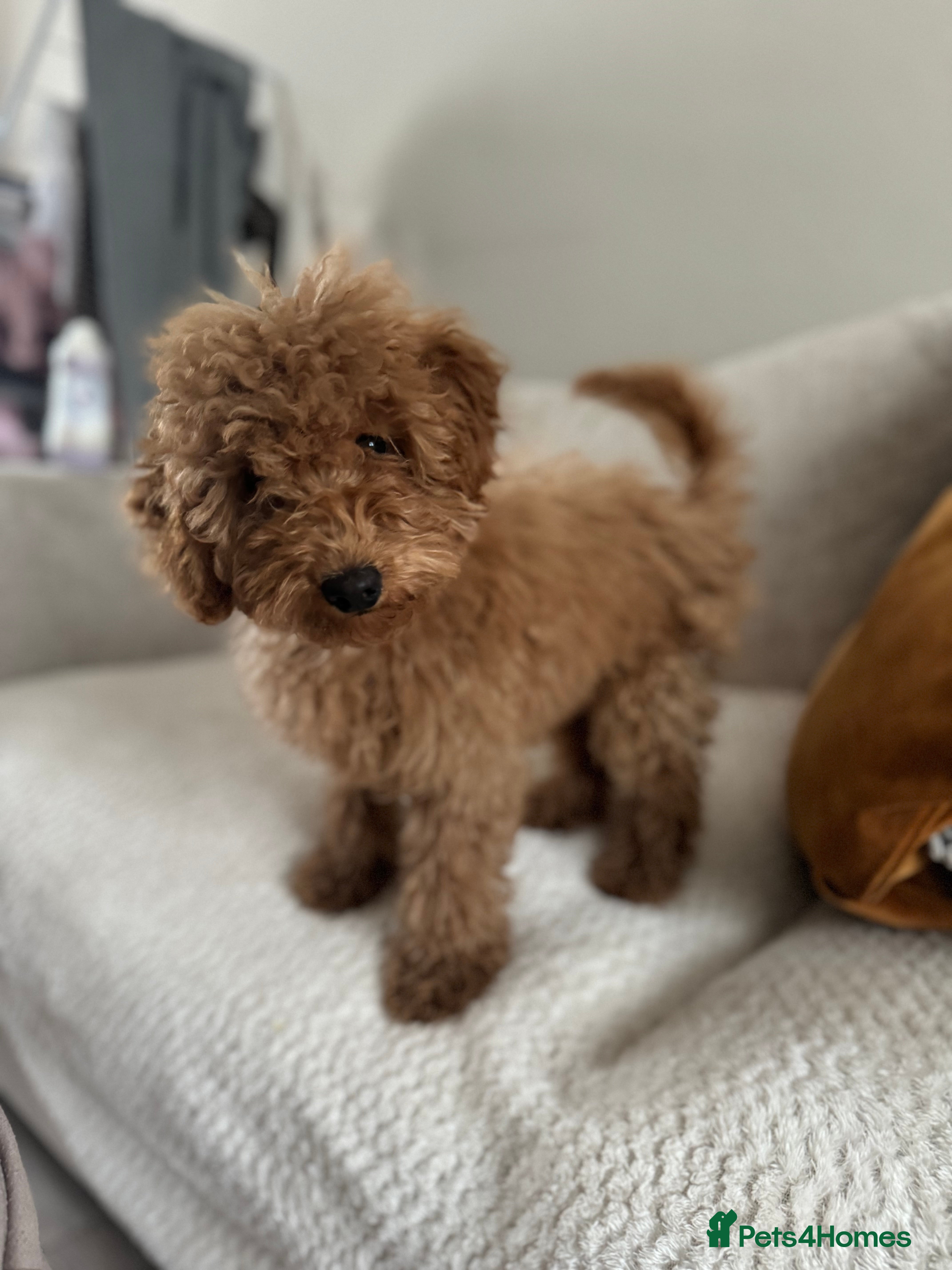 Cockapoo dogs Loving cockapoo girl!❤️❤️ - Advert 1