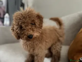 Cockapoo dogs Loving cockapoo girl!❤️❤️ - Advert 12