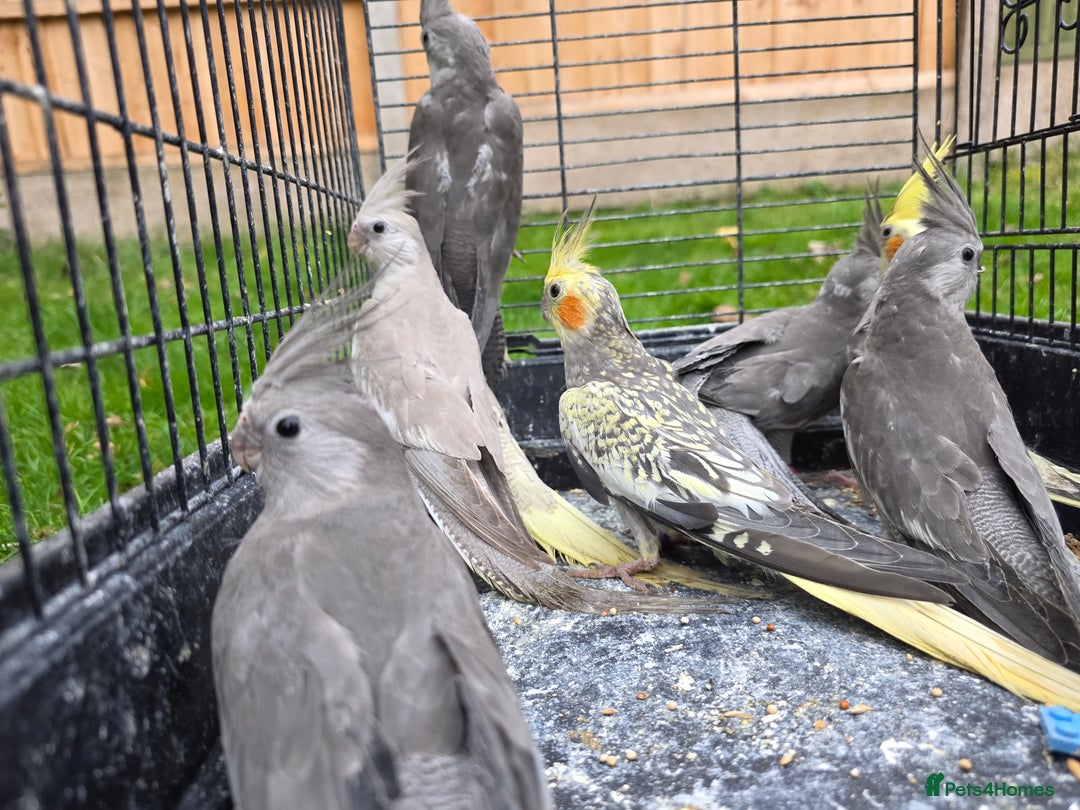 Cockatiels birds for sale: Silly hand tamed baby cockatiels for sale  - Image 13
