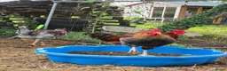Hens poultry for sale: 4 Rousters need rehoming - Advert 6