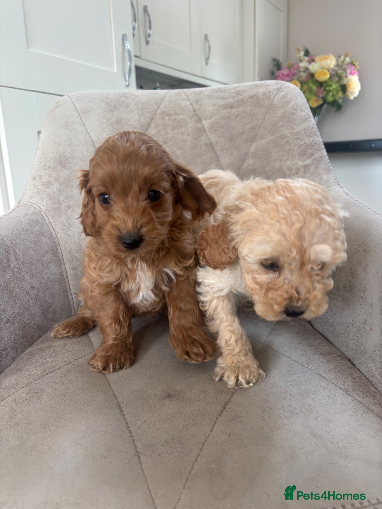 Cockapoo dogs Beautiful F1 Cockerpoo’s - Advert 3
