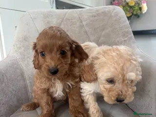 Cockapoo dogs Beautiful F1 Cockerpoo’s - Advert 3