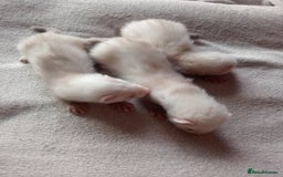 Ferret rodents for sale: 3 sandy hobs ferrets  - Image 4