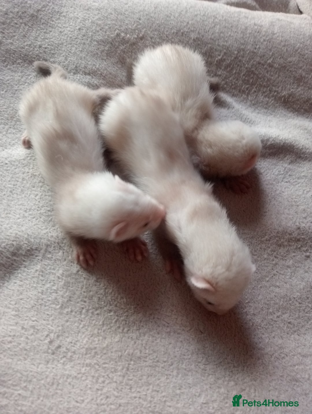 Ferret rodents for sale: 3 sandy hobs ferrets  - Image 4