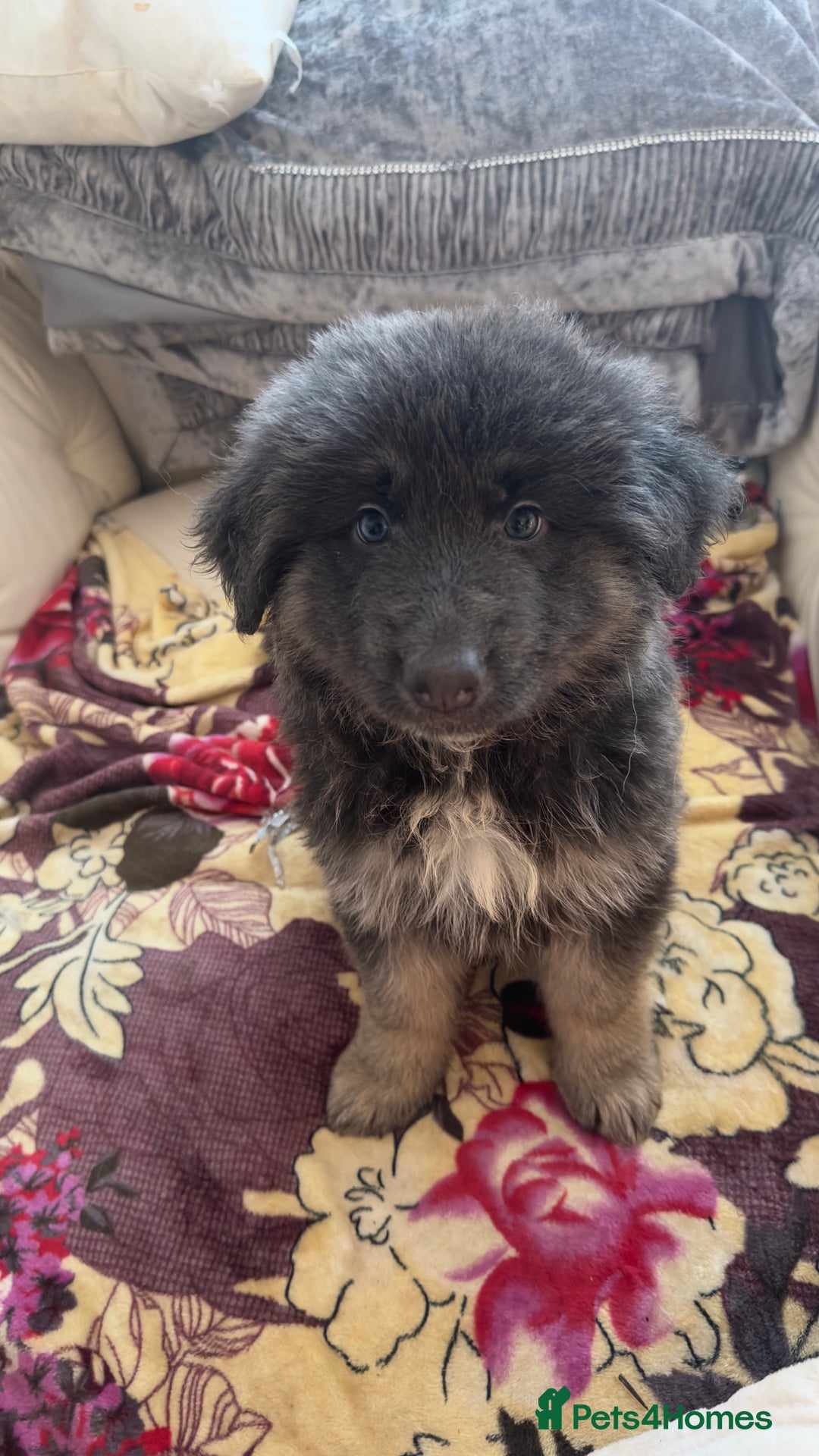 German Shepherd dogs for sale: German shepard pups black tan girl  reduced - Advert 12