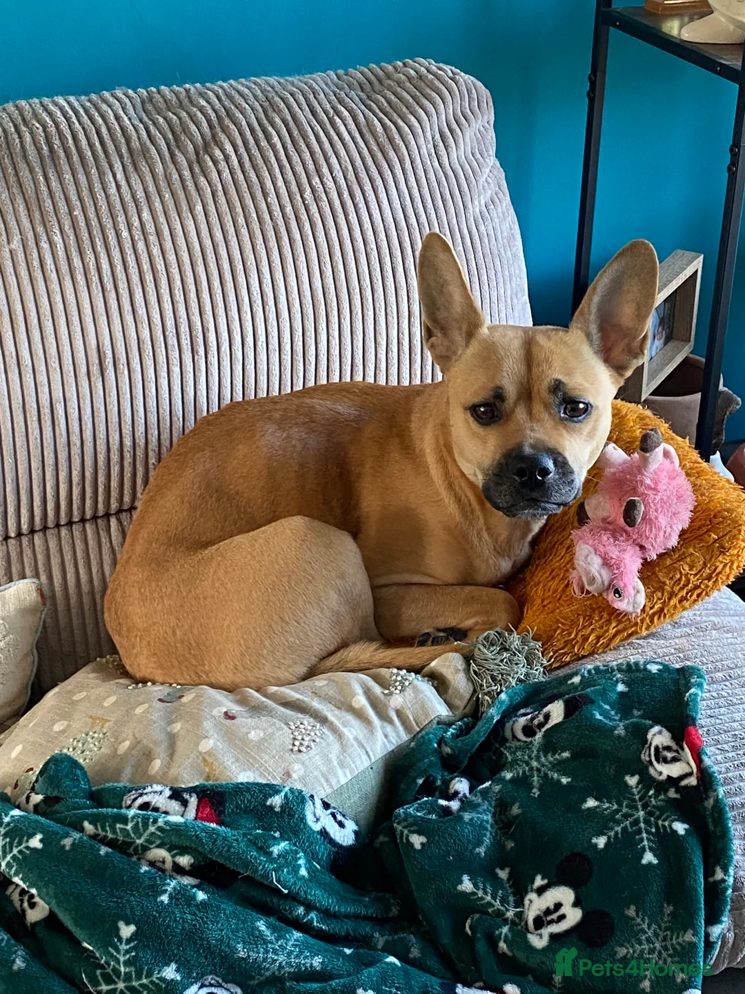 Mixed Breed dogs for sale: Frenchie cane corso cross puppies for sale  in Stoke-on-Trent - Advert 2