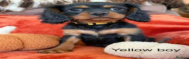 Cavalier King Charles Spaniel 1