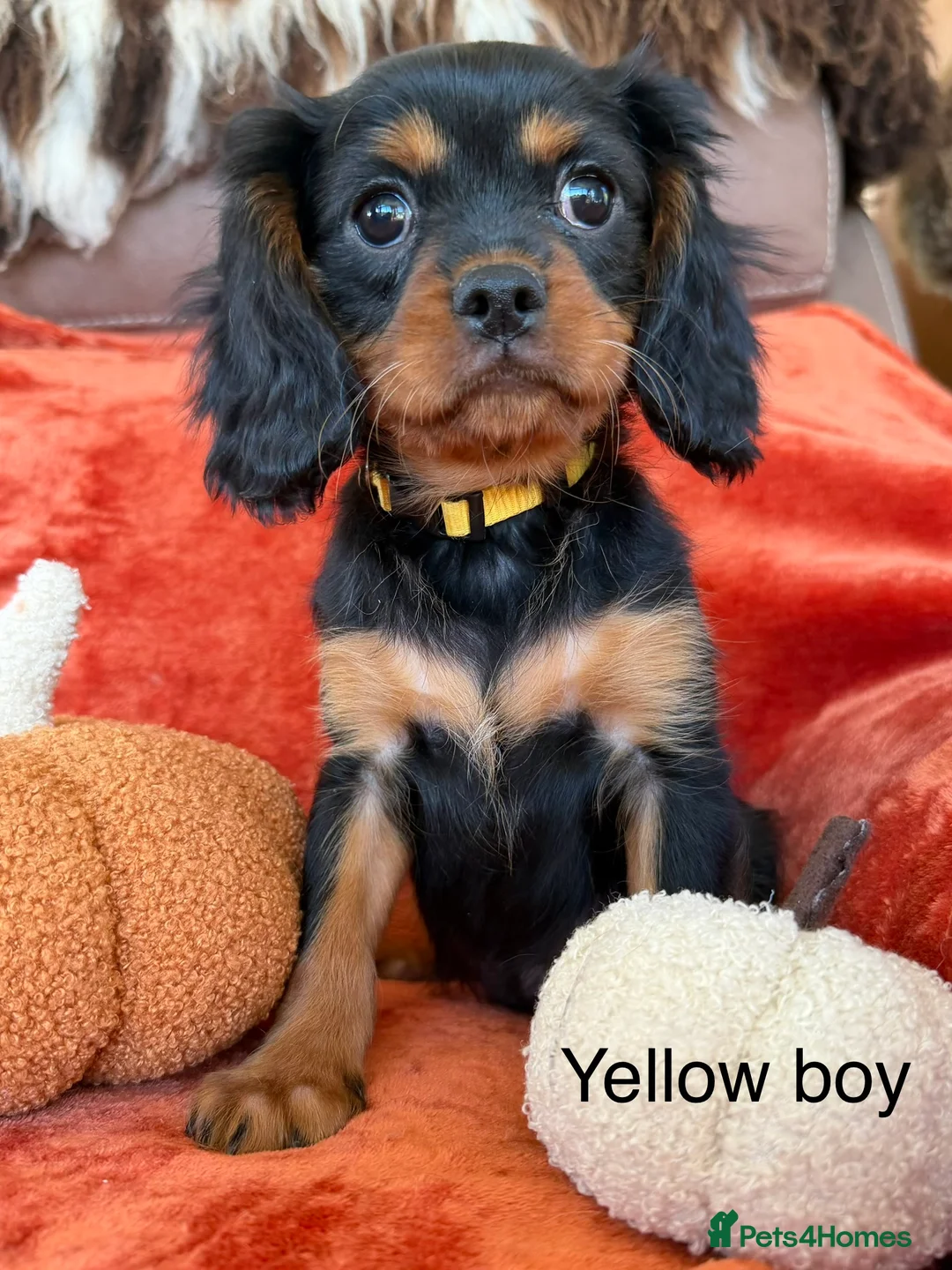 Cavalier King Charles Spaniel dogs for sale: KC registered Cavalier King Charles Ready Now - Advert 25