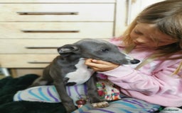 Whippet dogs for sale: Stunning quality blue whippets  - Image 15