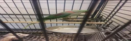 Parrots birds for sale: Alexandrine parrot  - Advert 2
