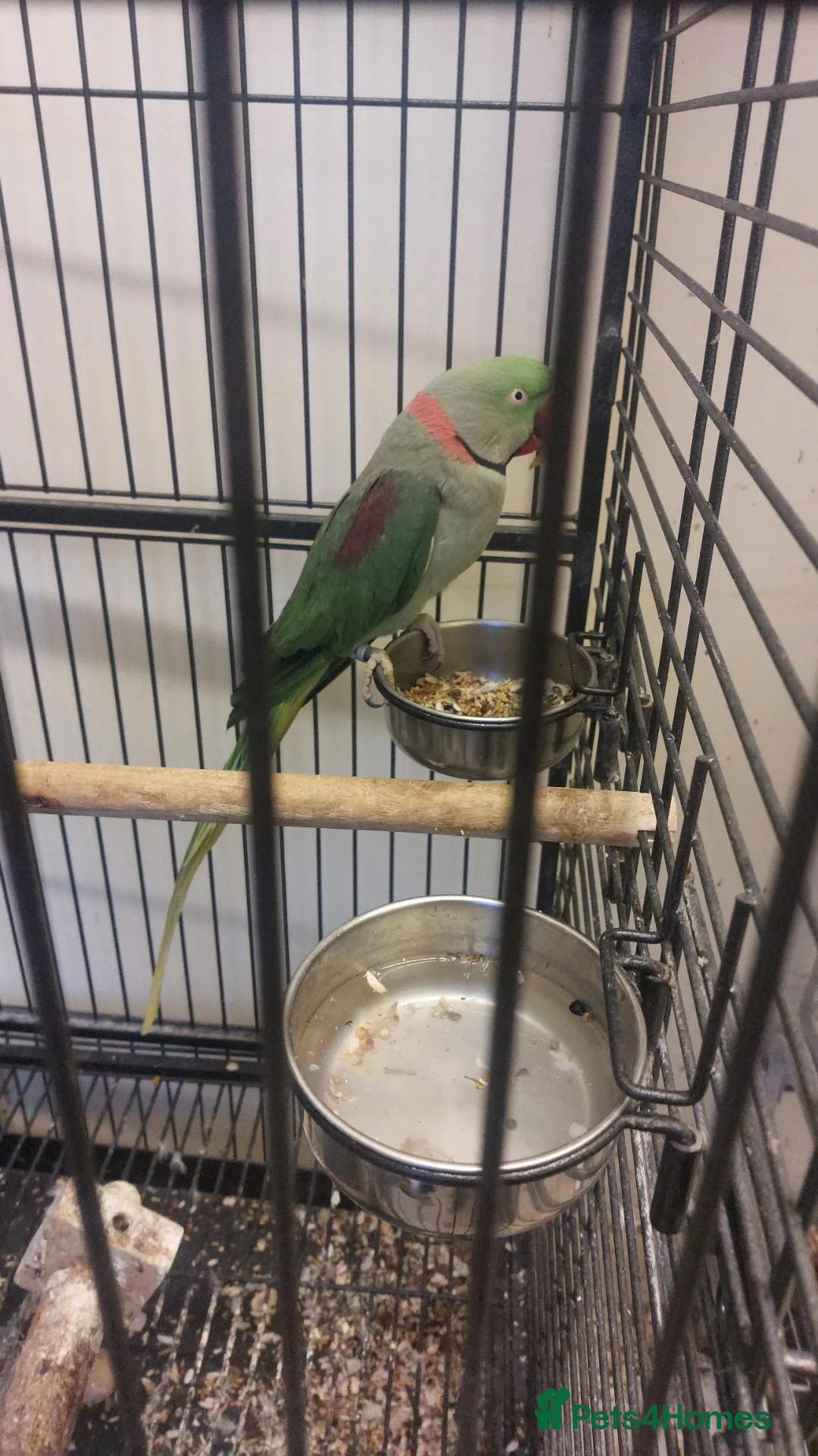Parrots birds for sale: Alexandrine parrot  - Advert 2
