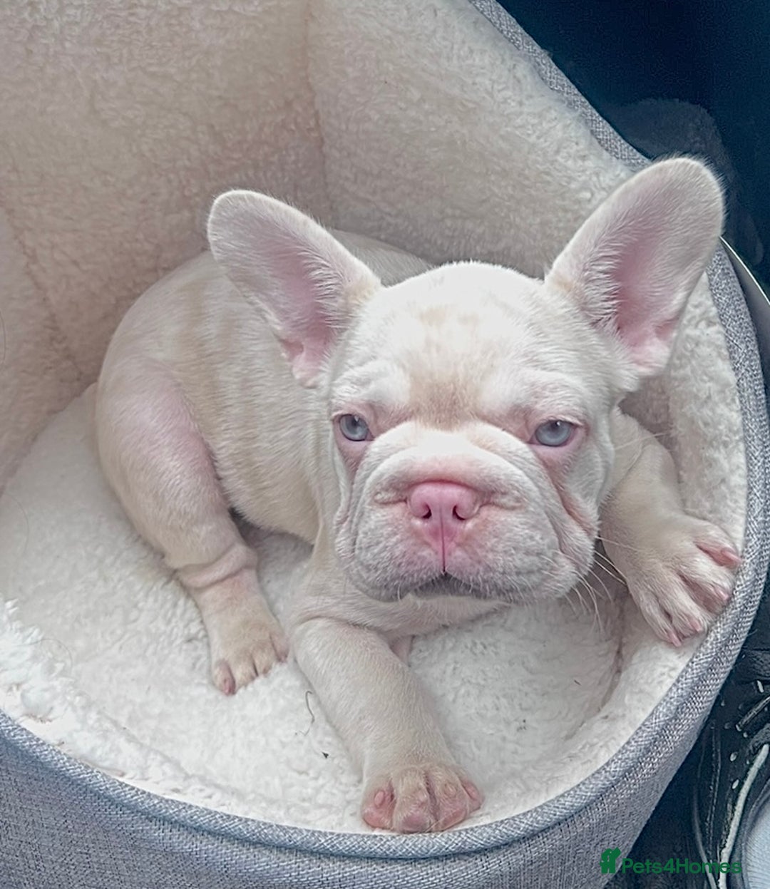 French Bulldog dogs for sale: KC reg 4 panel health test + DNA Male Frenchie Pup - Advert 5