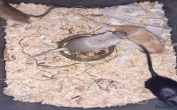 Gerbil rodents for sale: Super friendly gerbils from hobby breeder  - Image 7