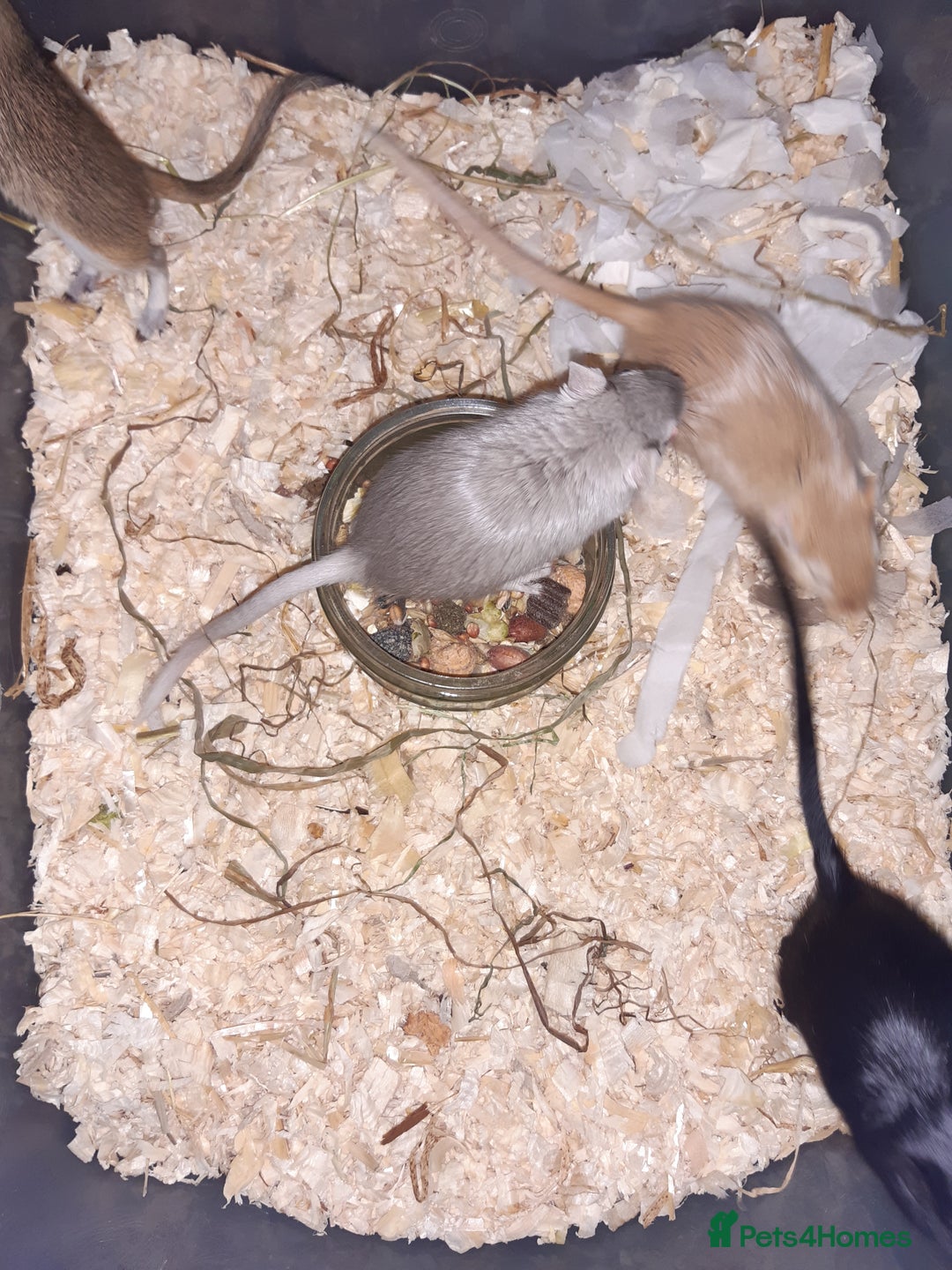 Gerbil rodents for sale: Super friendly gerbils from hobby breeder  - Image 7