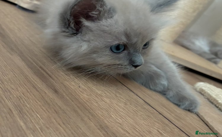 Ragdoll cats - Advert 1