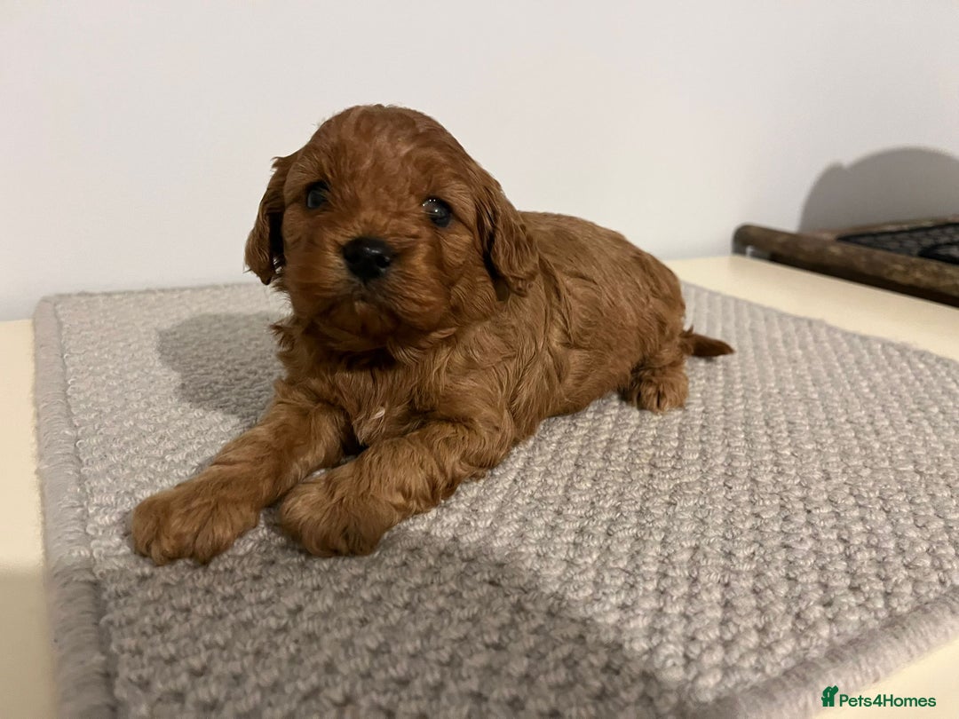 Cavapoo dogs for sale: Cavapoo (Girl) - Advert 3