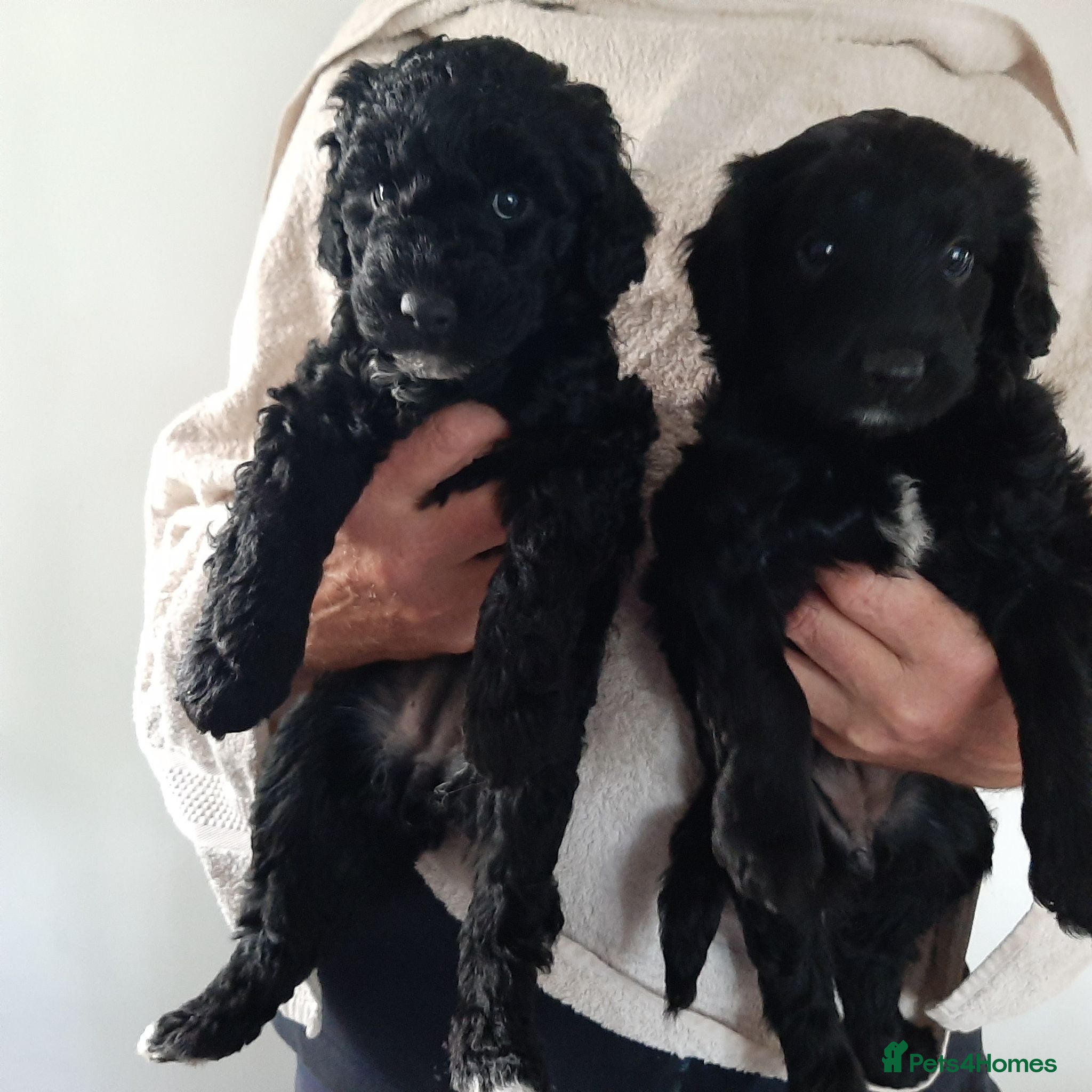 Mixed Breed dogs Adorable labradoodle X colliedoodle pups - Advert 2