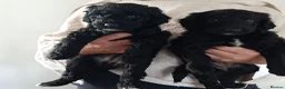 Mixed Breed dogs for sale: Adorable labradoodle X colliedoodle pups in Exeter - Advert 1