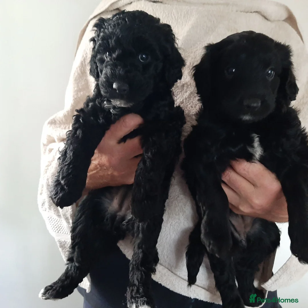 Mixed Breed dogs for sale: Adorable labradoodle X colliedoodle pups in Exeter - Advert 1