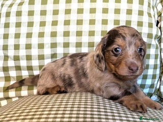 Miniature Dachshund dogs Miniature Long Haired Dachshund Puppies - Advert 8
