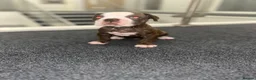 Alapaha Blue Blood Bulldog dogs for sale: Alapahabluebloodbulldog  in Gloucester - Advert 13