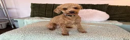 Cockapoo dogs for sale: 2 year old cockapoo  - Advert 4