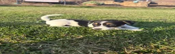 Jack Russell dogs for sale: The cutest girl puppies  - Advert 9