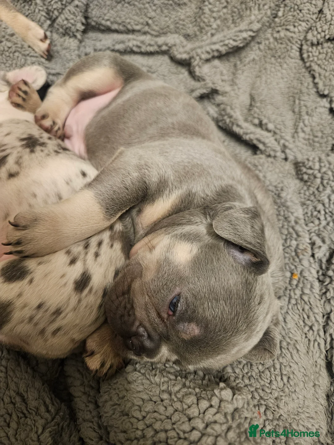 French Bulldog dogs for sale: STUNNING LILAC TRI MERLE BITCH FOR SALE - Advert 2