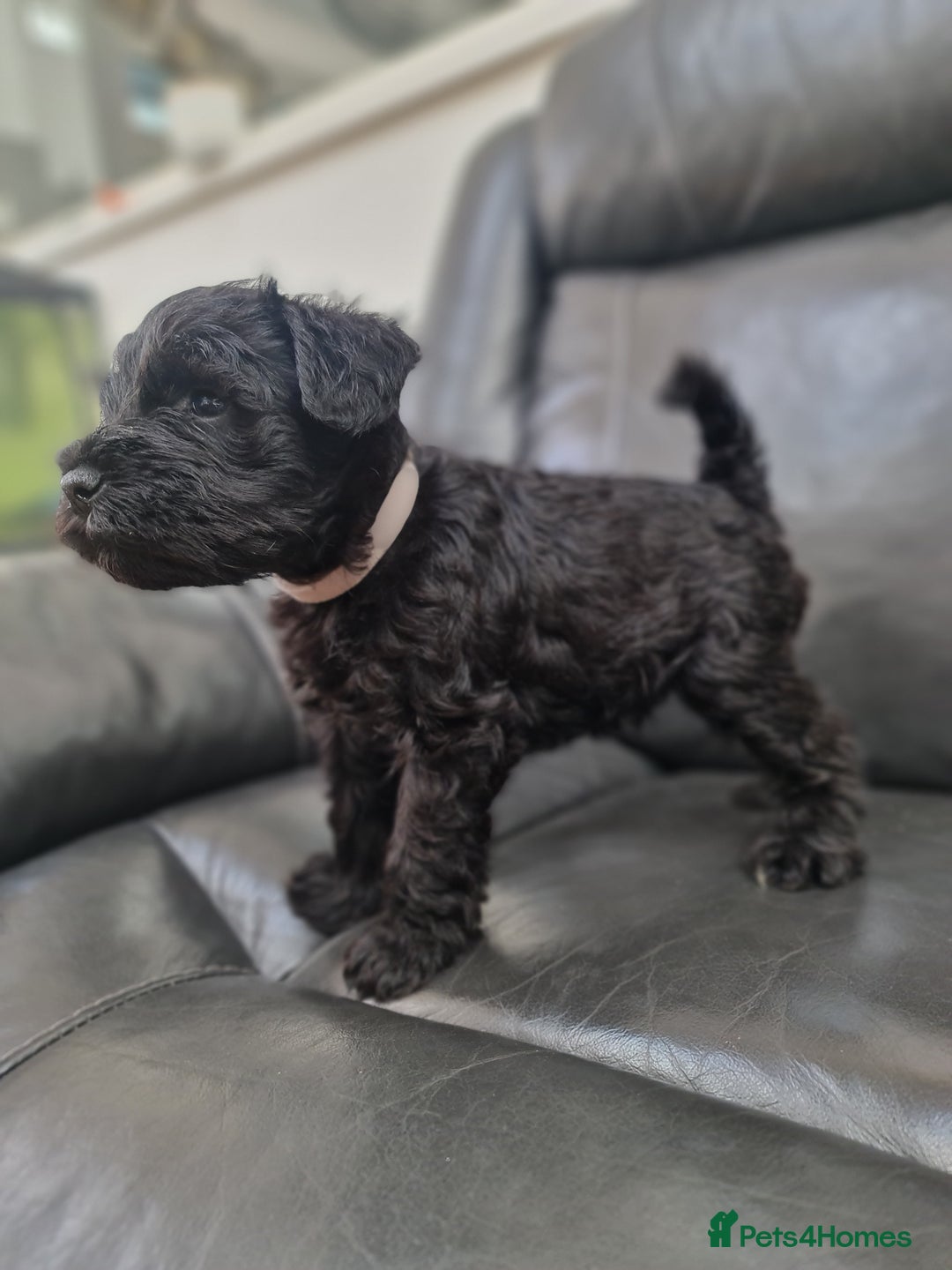Miniature Schnauzer dogs for sale: Miniature Schnauzer Puppies KC Registered. 5M 2Fm - Image 15