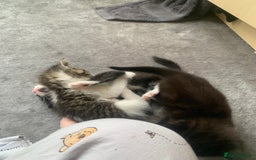 Domestic Shorthair cats for sale: 2 girls one boy!  - Image 18